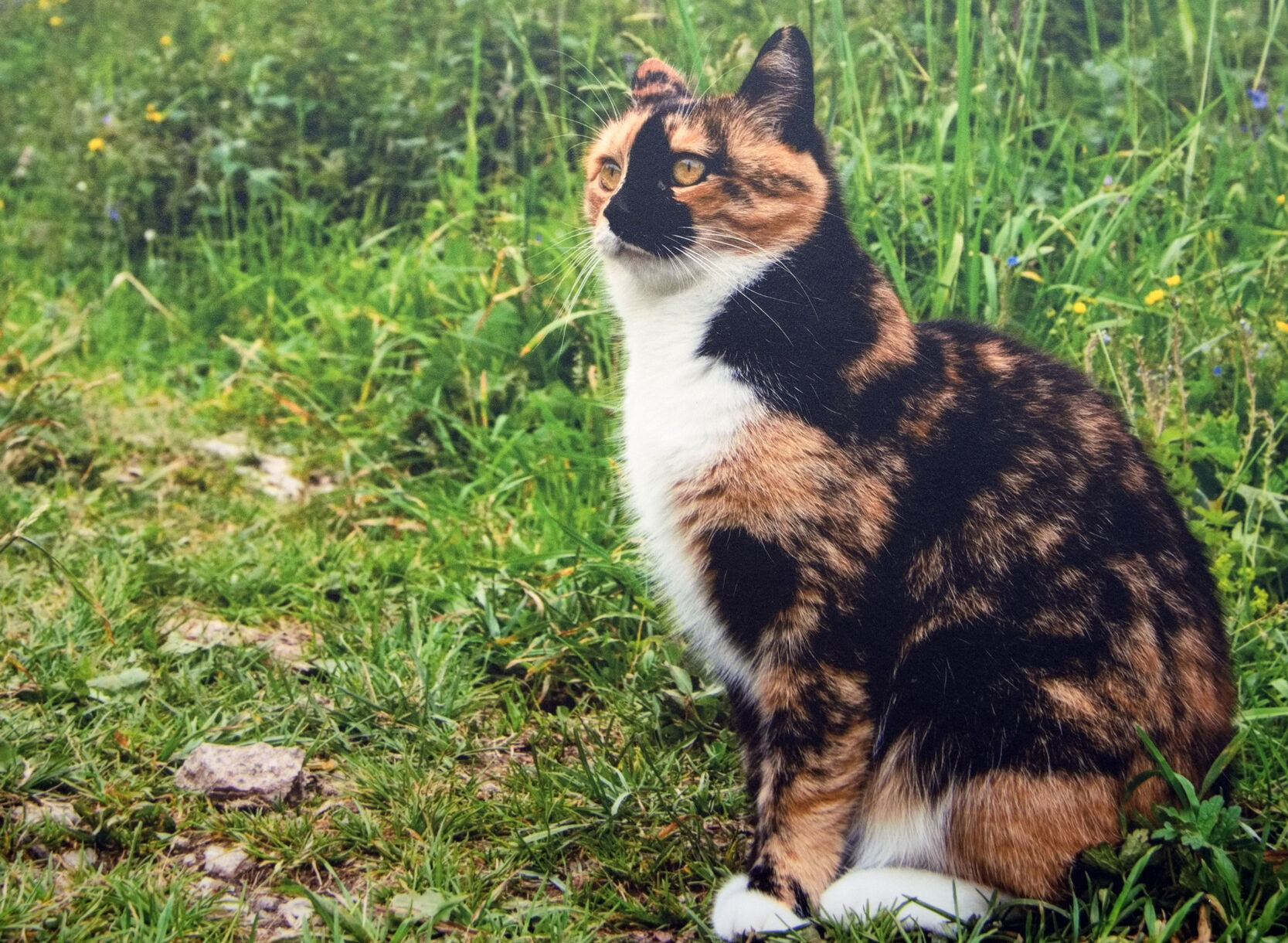 Котики проиграли лошадям