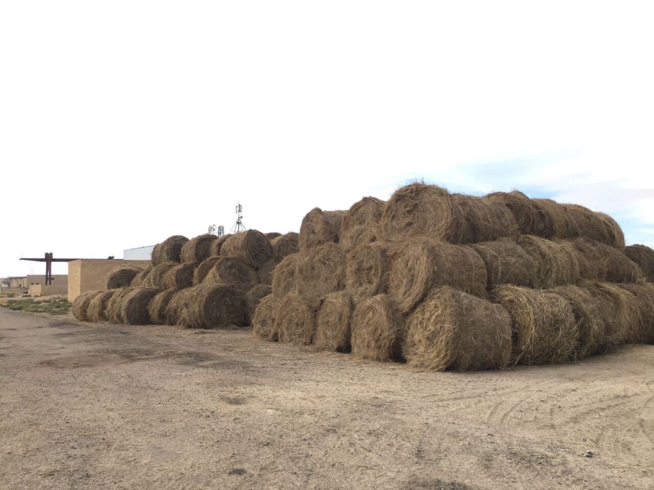 Овёс нынче дорог