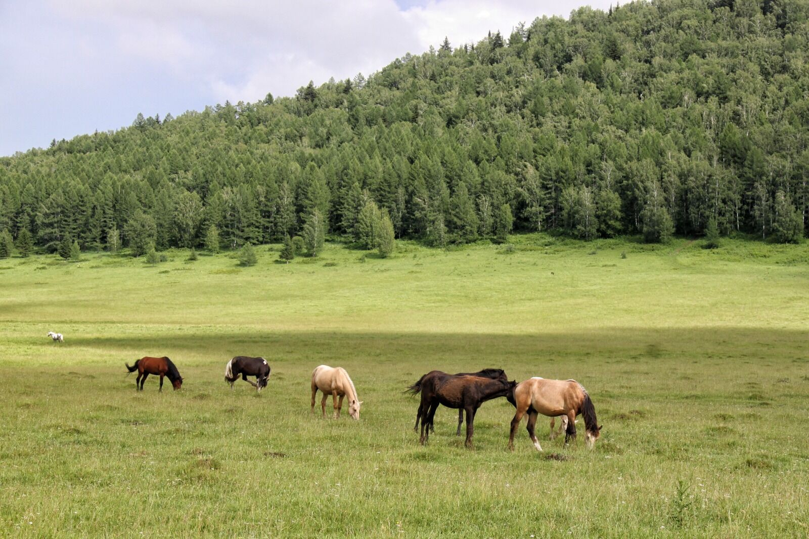 Ой, вы кони, мои кони!