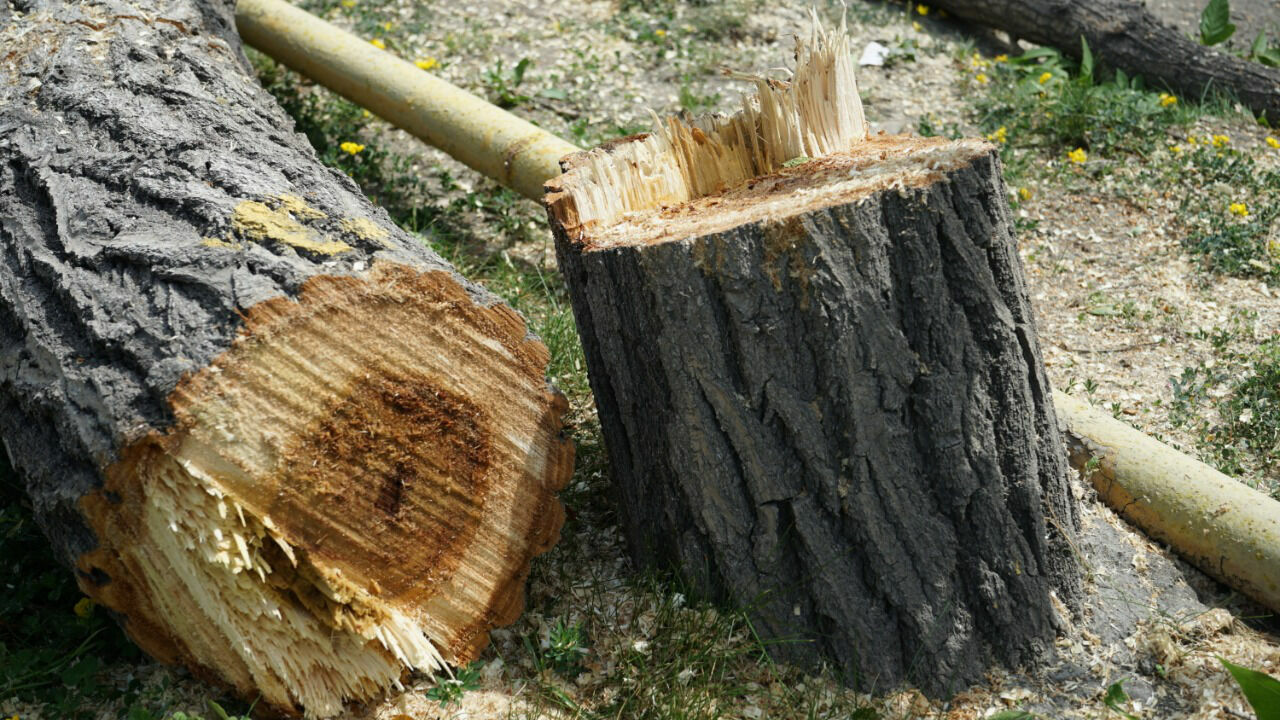 Гигантов здесь нет