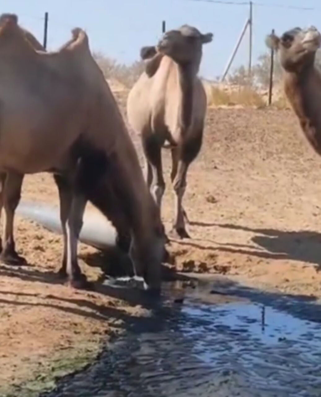 Пастораль с запашком