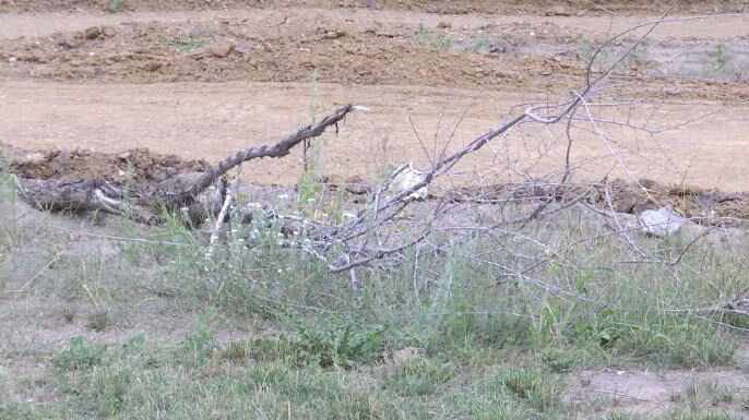 Зелёная фикция