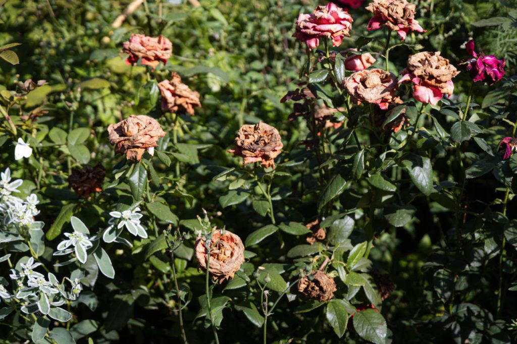 Урожай - насмарку!