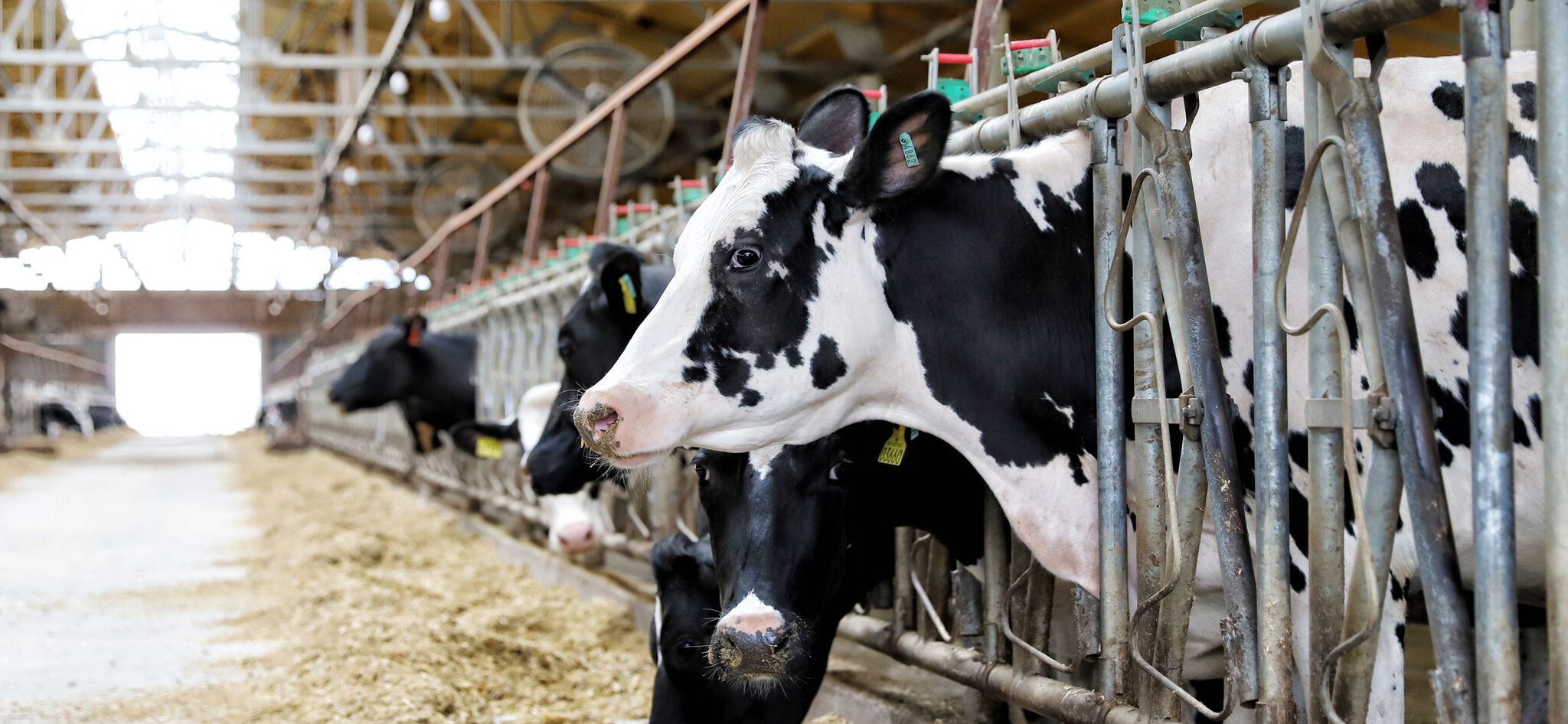 Скандал, которого не было