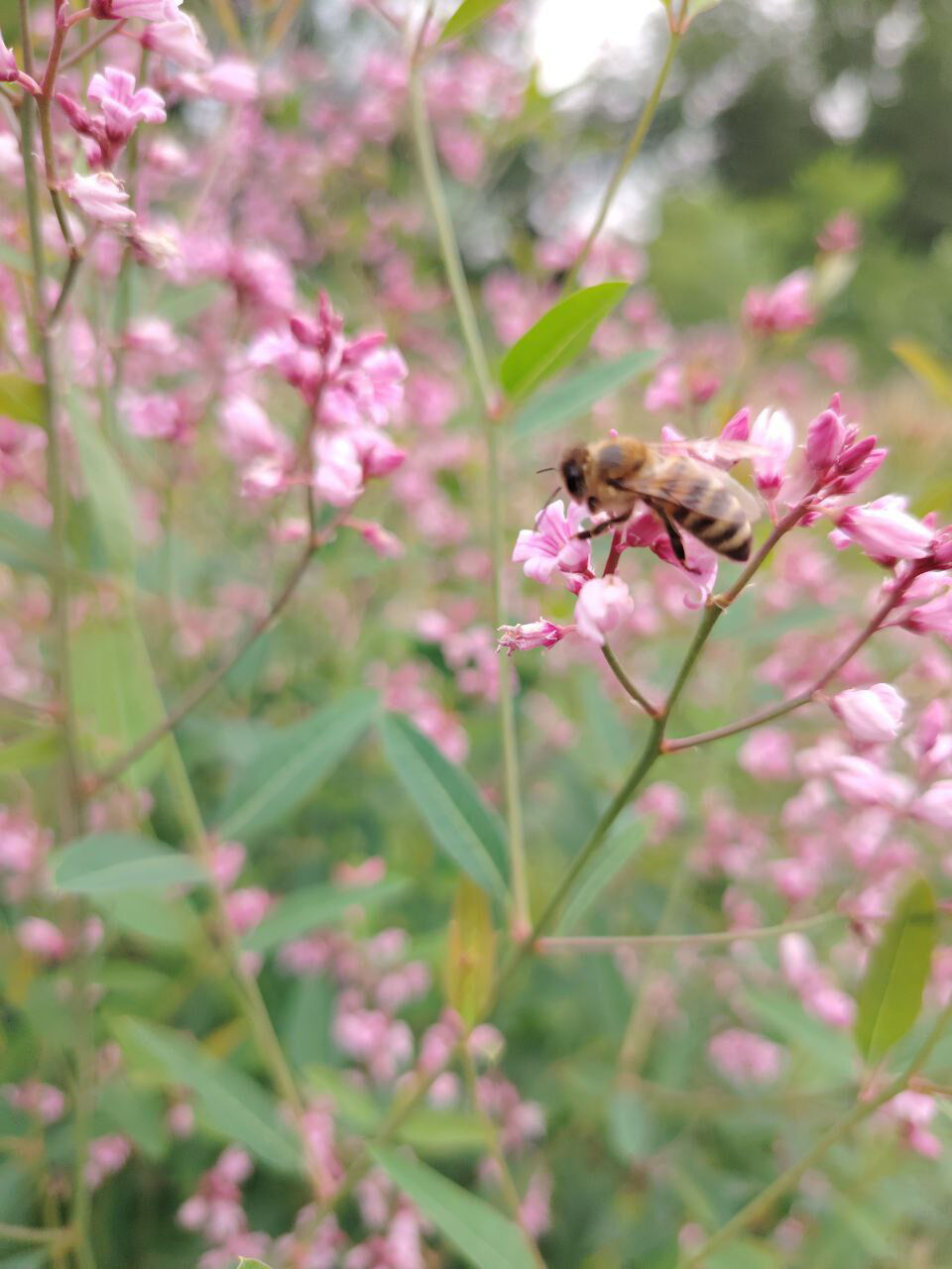 Пусть будут правильные пчёлы