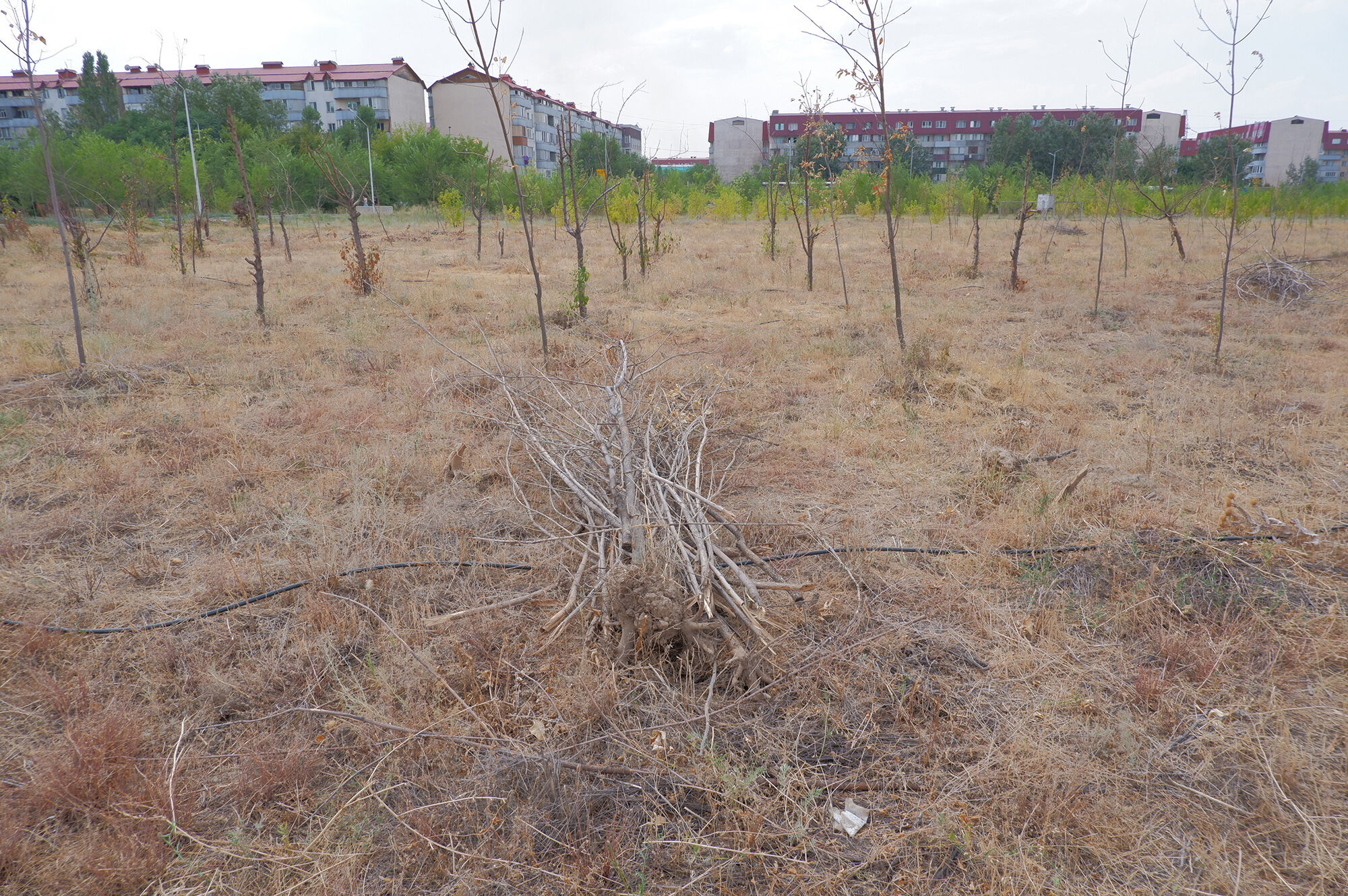 Засохшие миллиарды