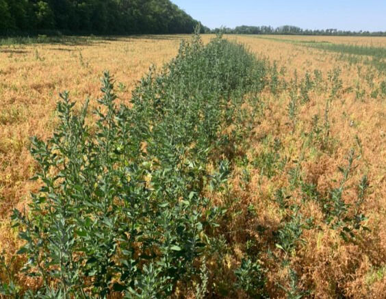 Остались на бобах