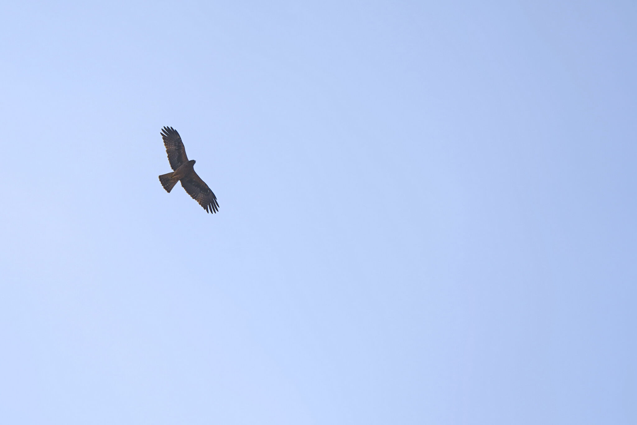 Птицу видно по полёту