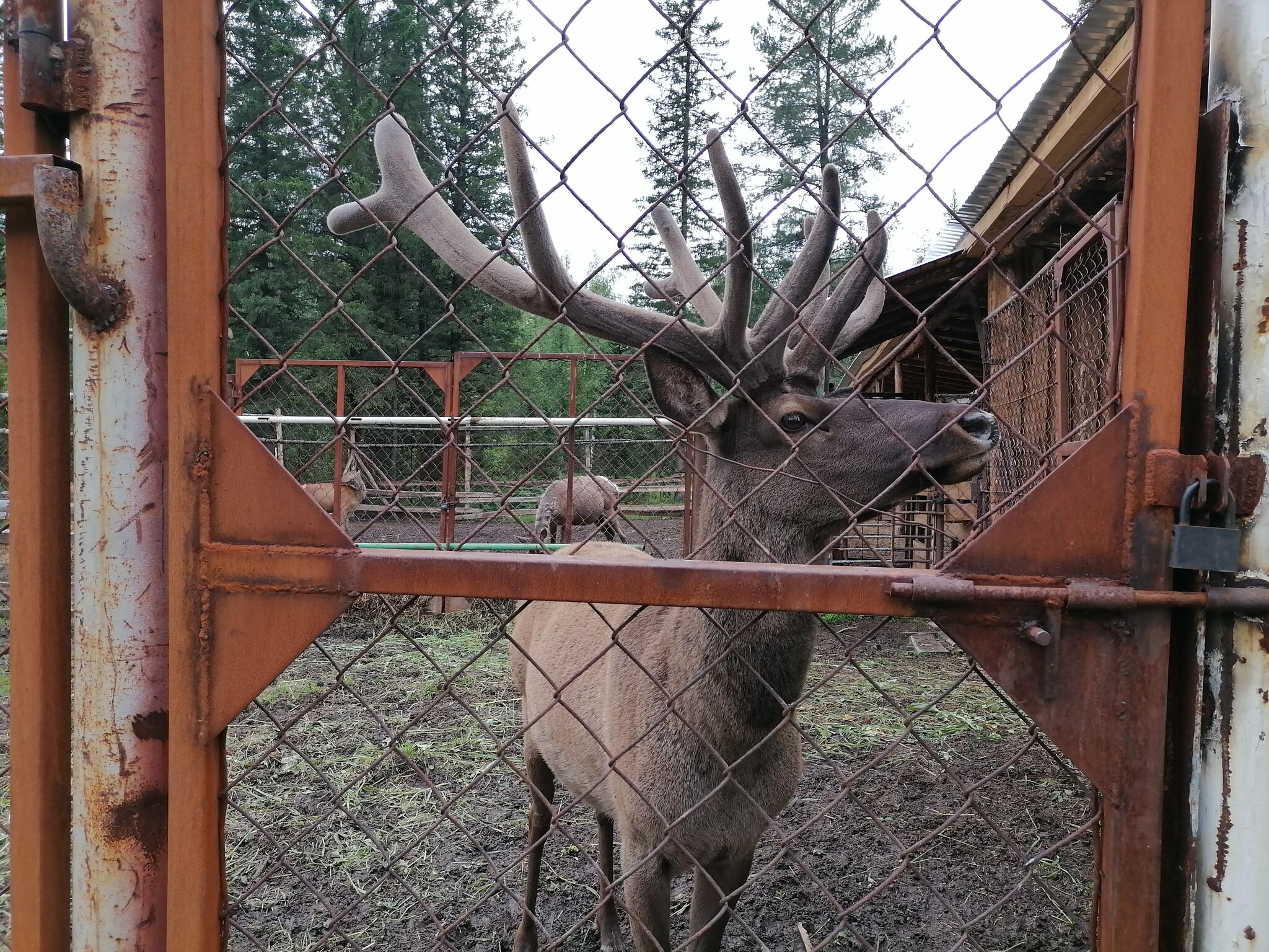 Слово о пантах