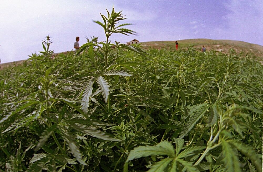 Садоводство вне закона