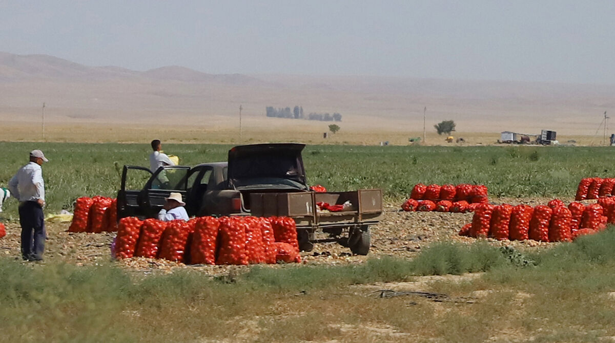 Картофельный кризис:  на ровном месте!