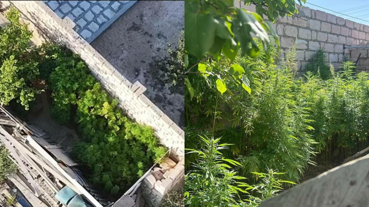 Скосили под корень