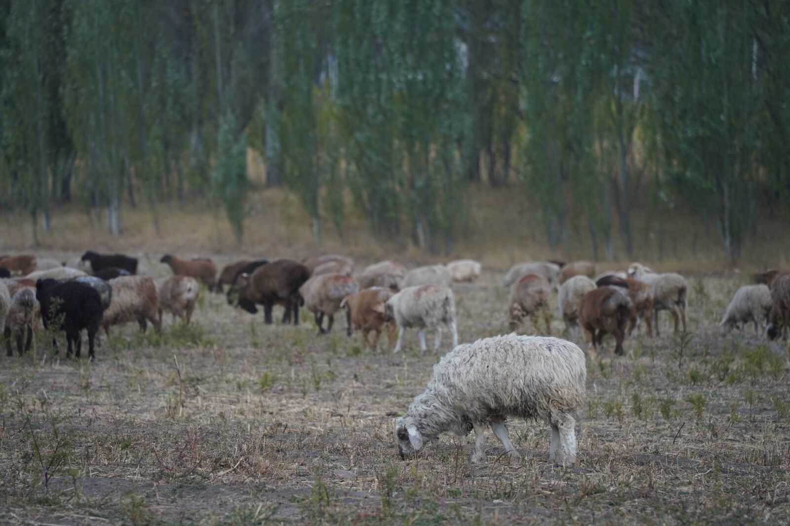 Землю - крестьянам