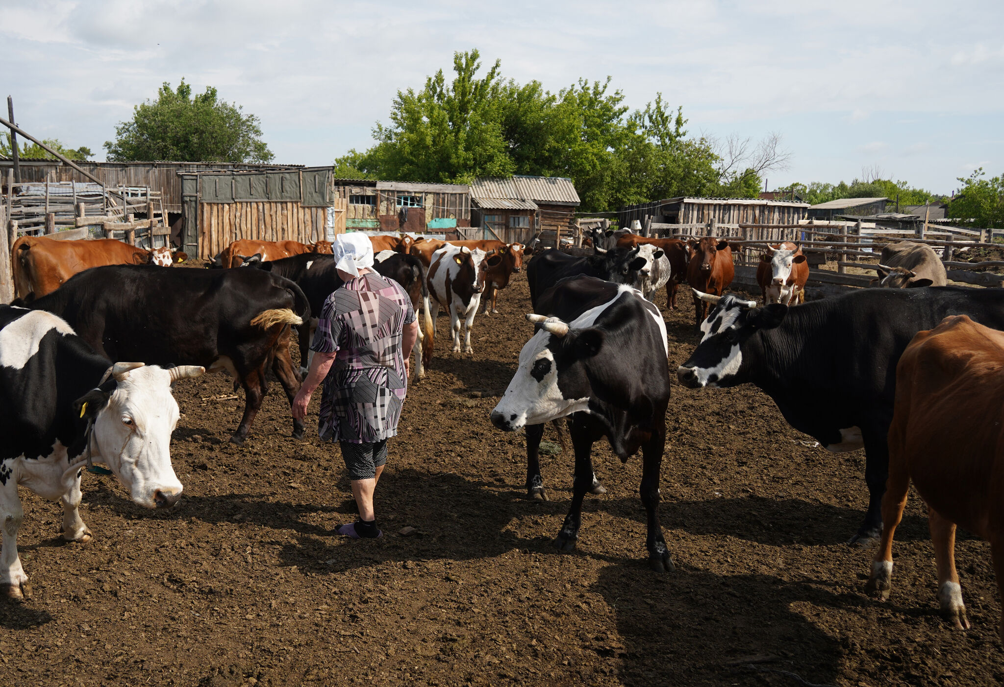 Вместо коров будем разводить перепёлок?