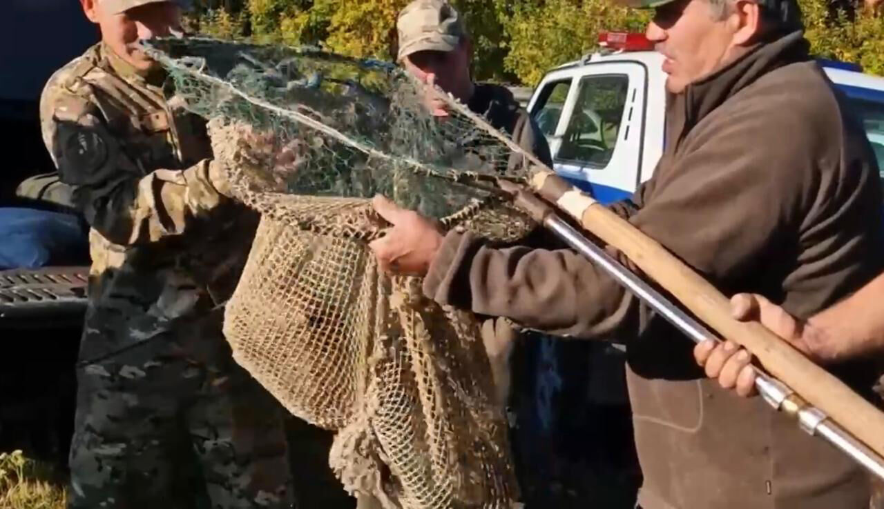 Покормим и отпустим