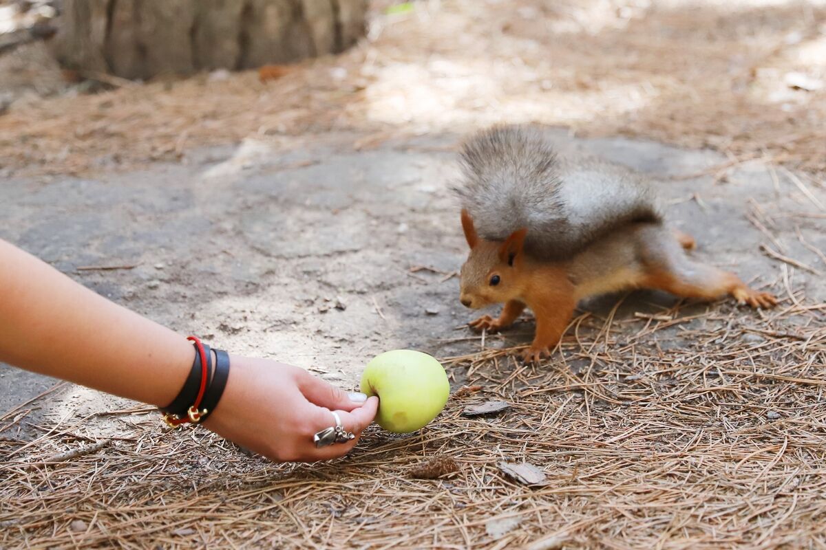 Искушение апортом – Фото №4