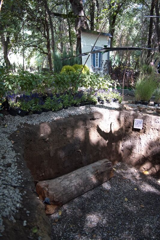 Время гортензий прошло – Фото №4