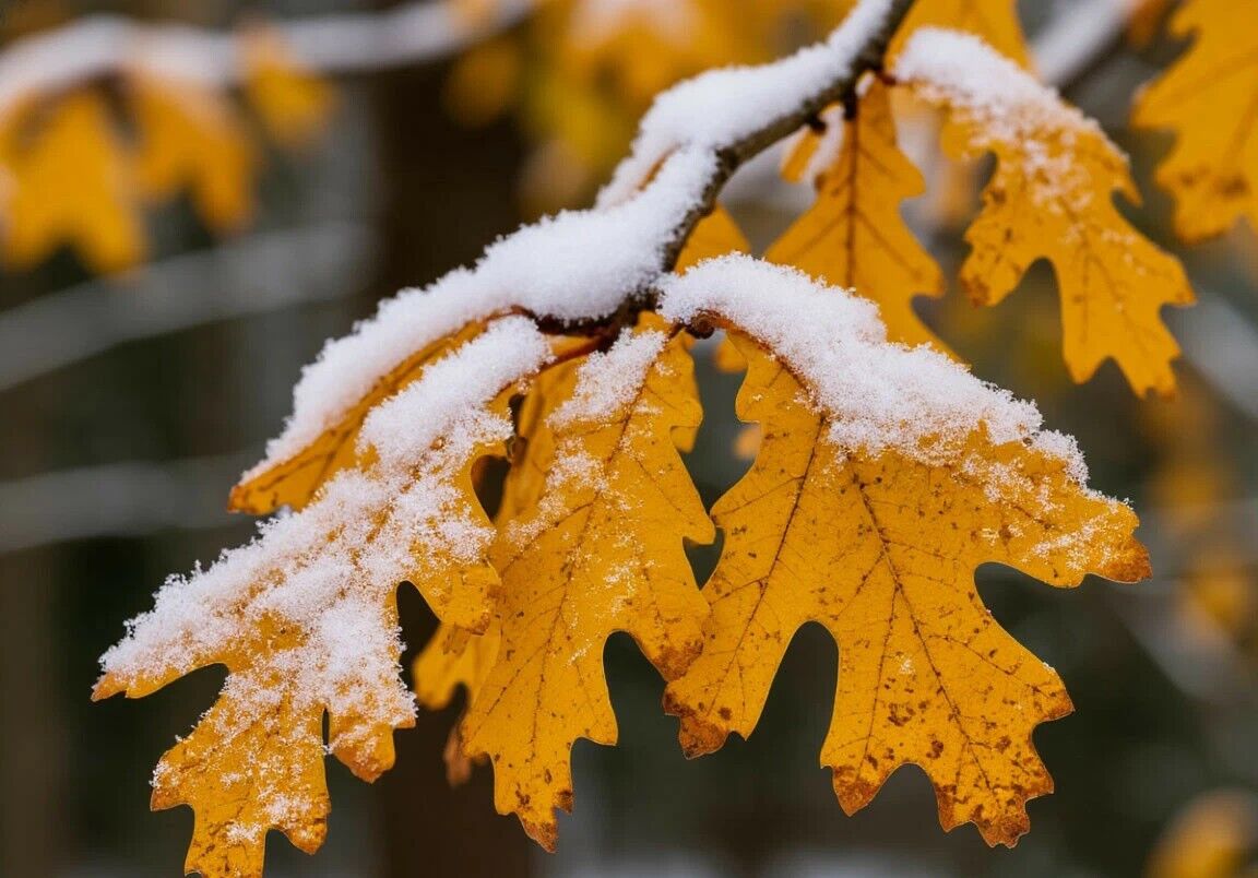 Дождь со снегом ожидается в пятницу в ряде регионов Казахстана