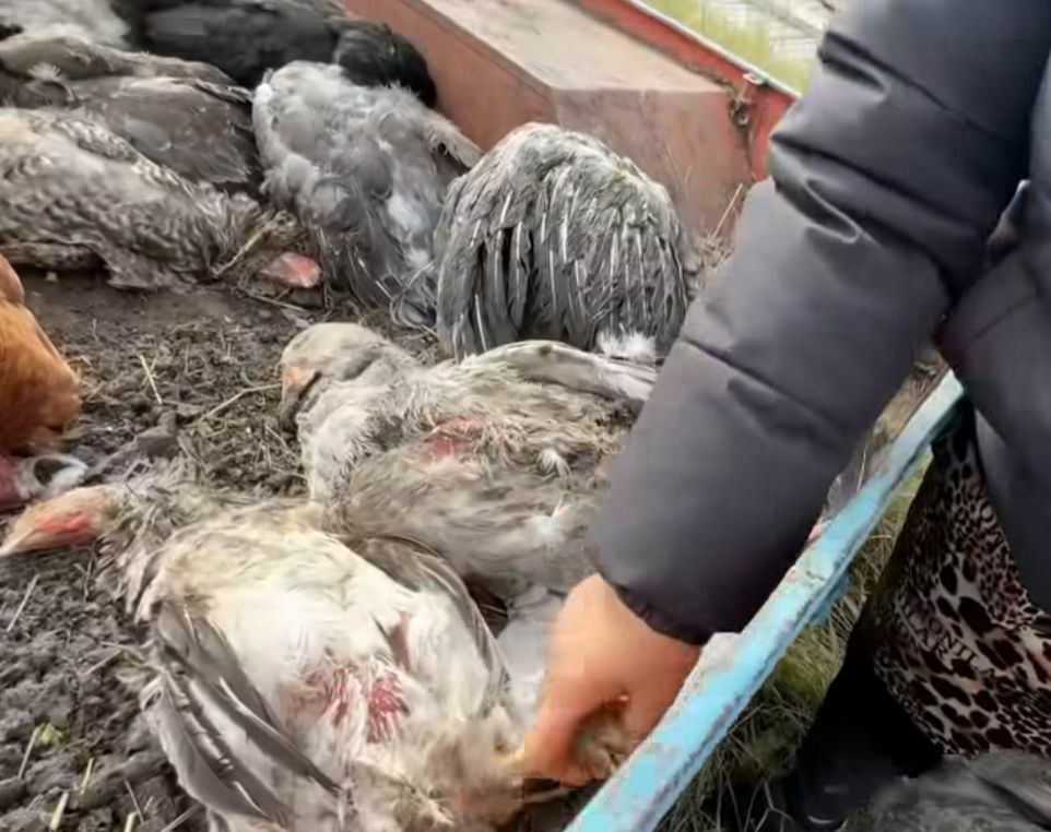 Ни пуха, ни пера