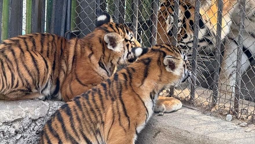 Два амурских тигренка родились в Алматинском зоопарке