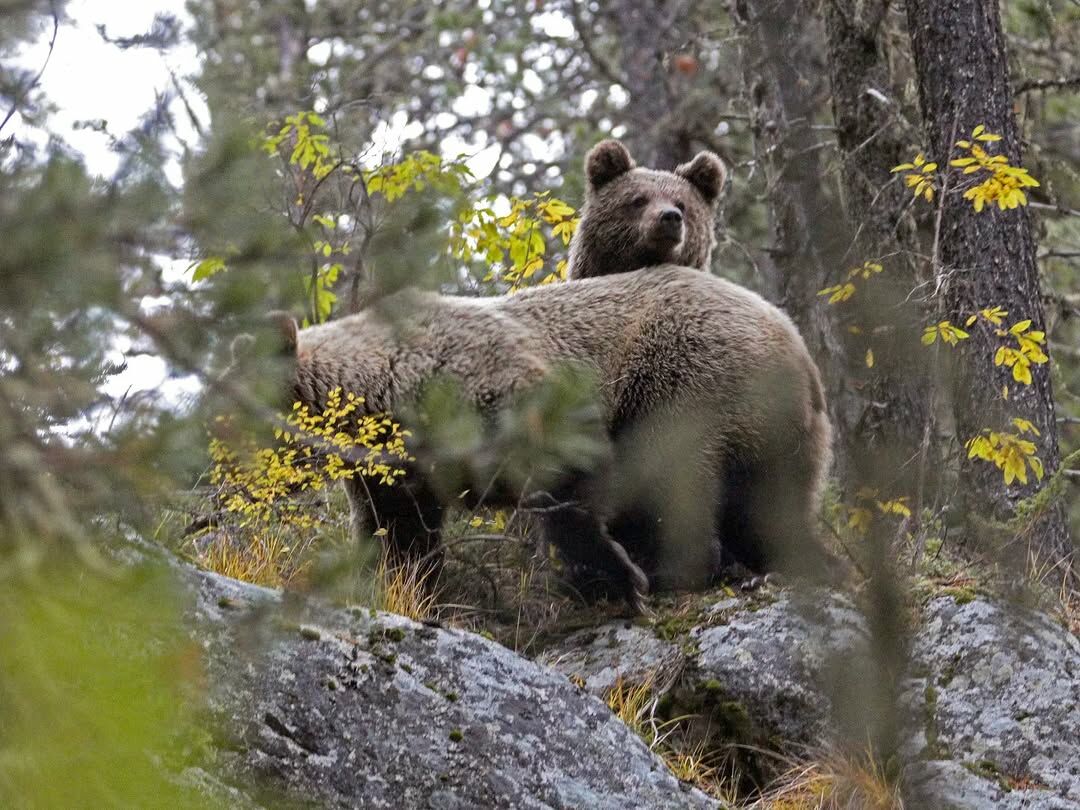 Плодятся как кролики