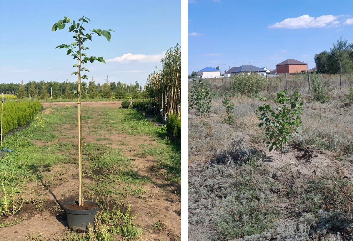 Своя роща не тянет