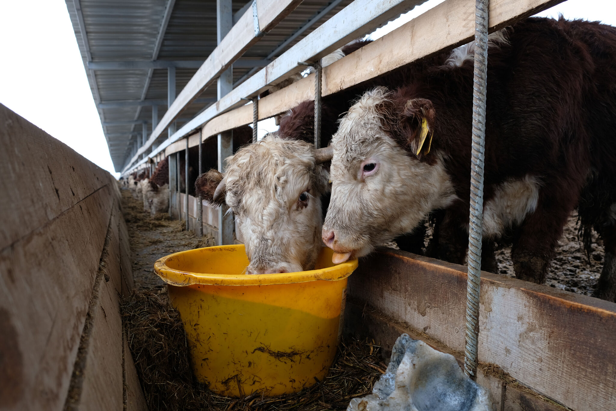 Есть только бык между прошлым и будущим