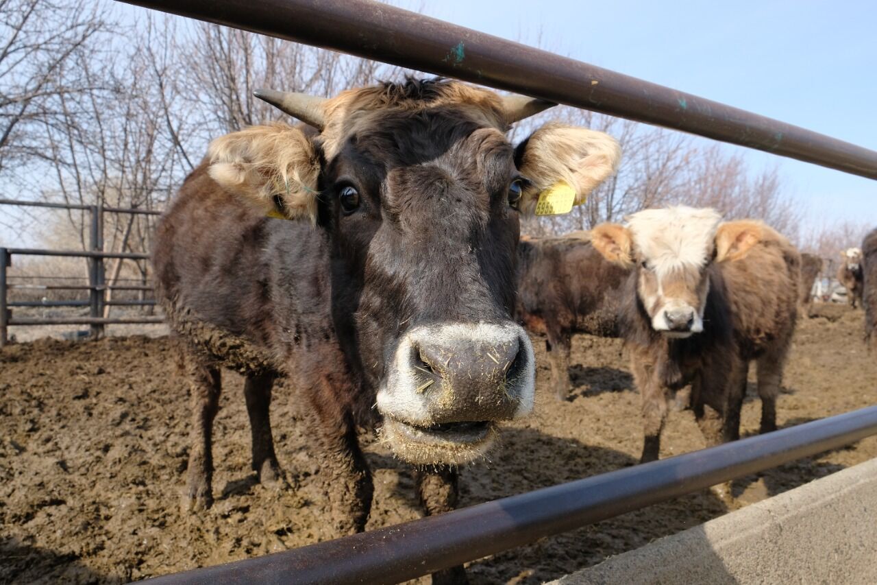 Падёж без видимой причины?