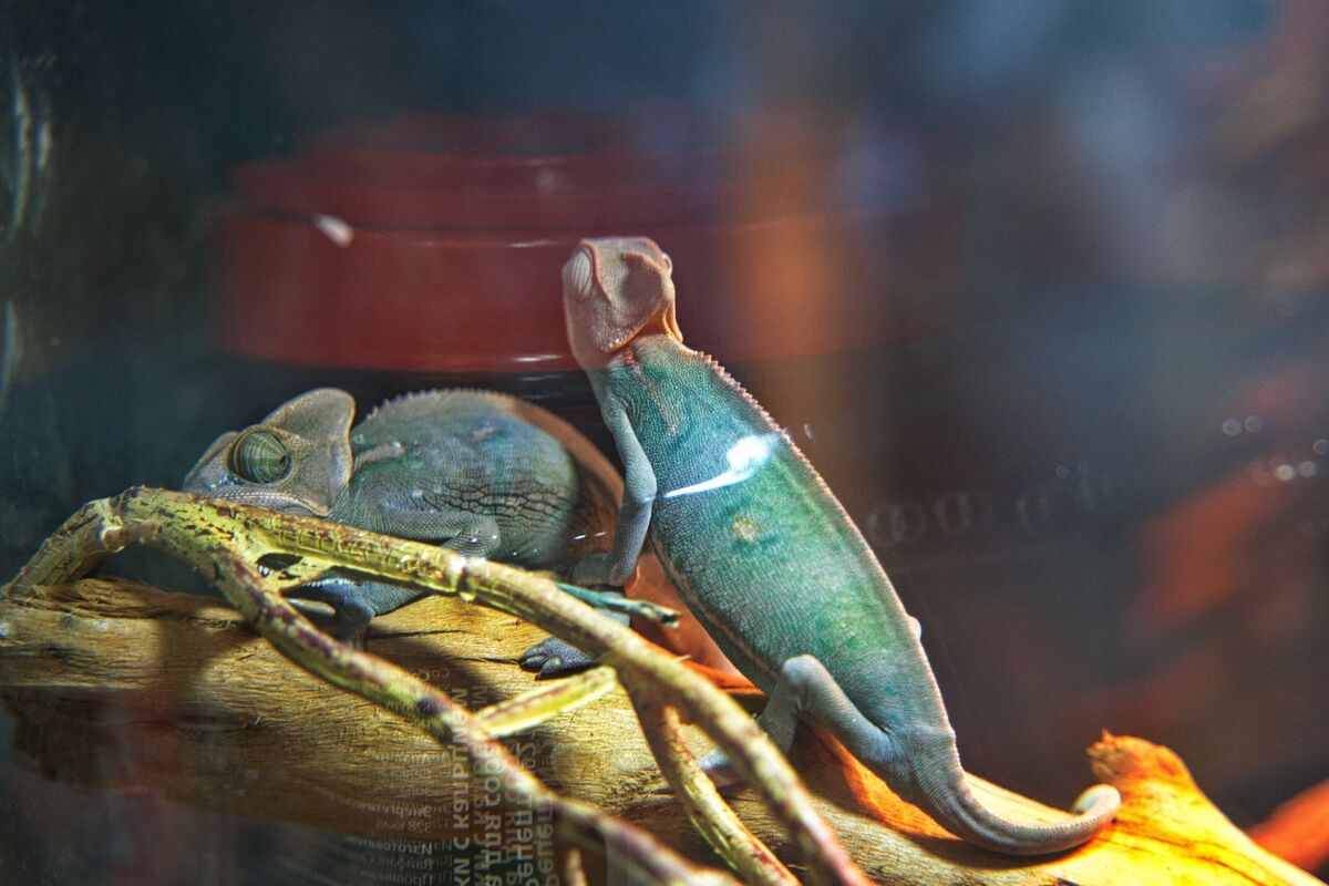 Домашние питонцы – Фото №2