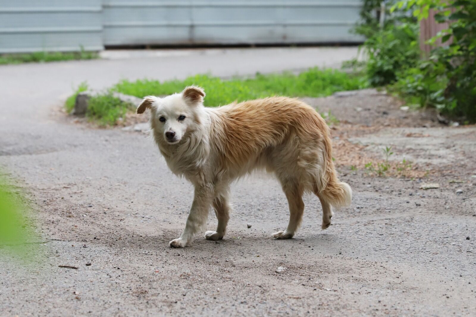 Гуманно и безопасно