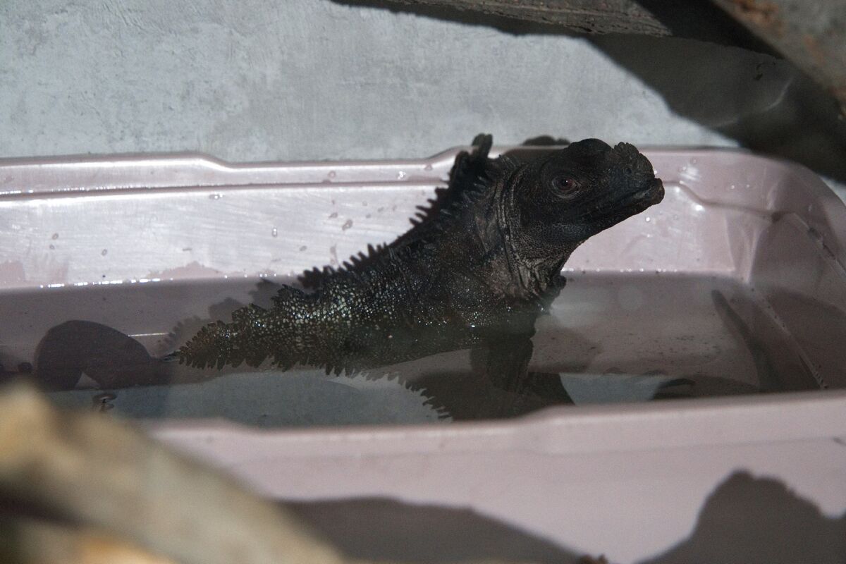 Домашние питонцы – Фото №5