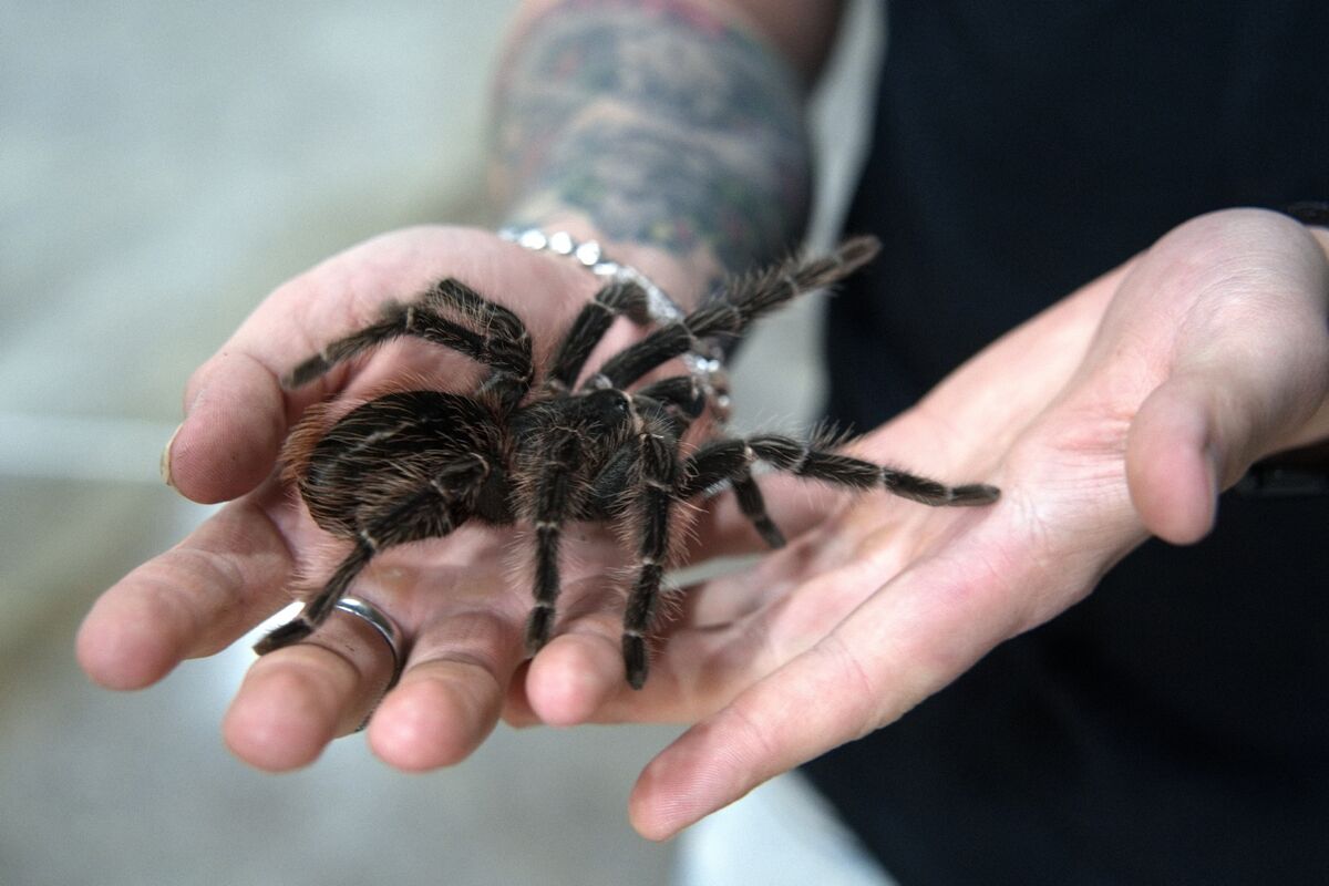 Домашние питонцы