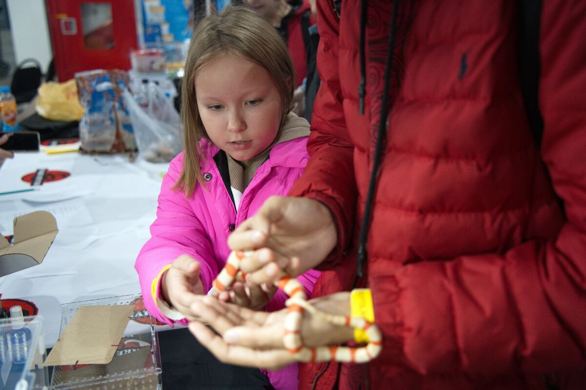 Домашние питонцы – Фото №1