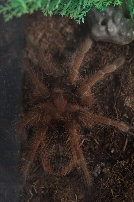 Домашние питонцы – Фото №4