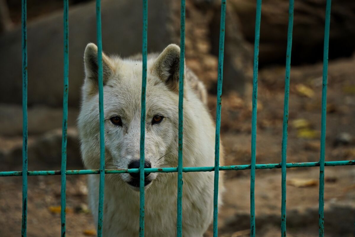 Тигрят по осени считают – Фото №10