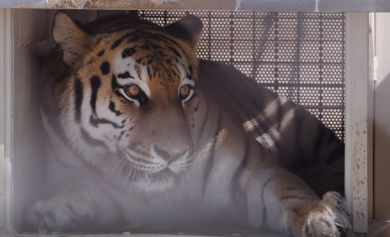 Возвращение наследников