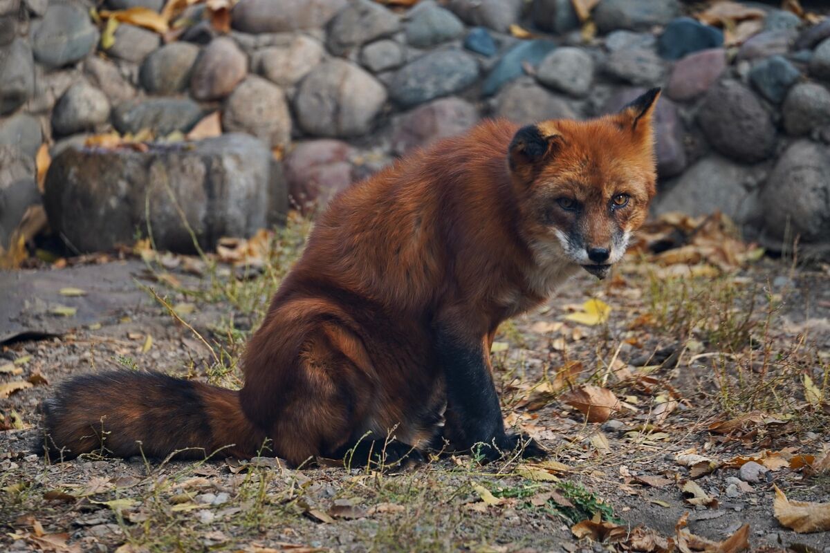Тигрят по осени считают – Фото №6