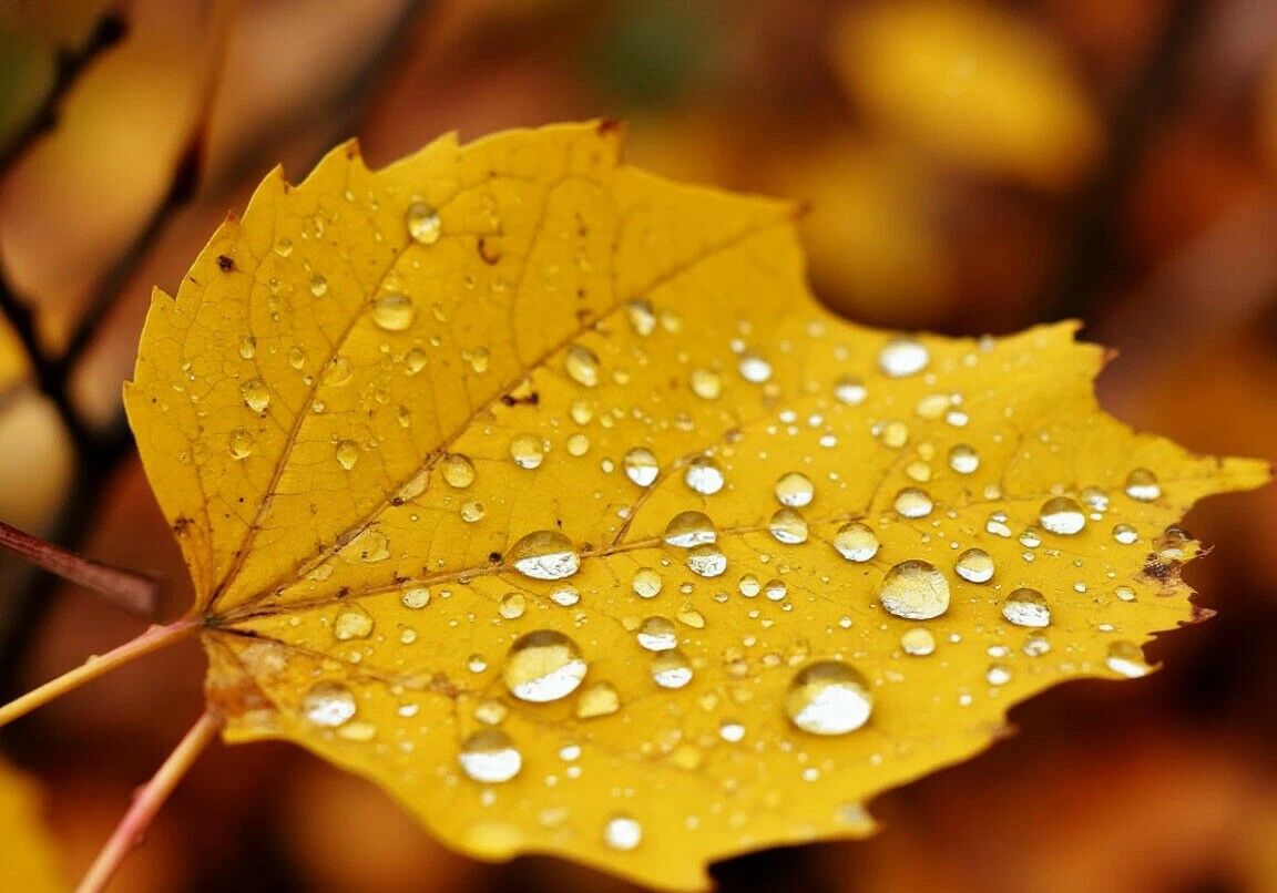 Дожди ожидаются в среду в ряде регионов Казахстана