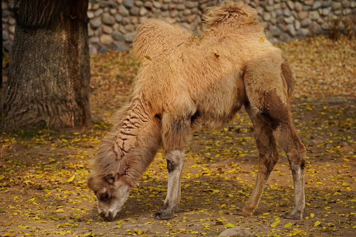 Тигрят по осени считают – Фото №4