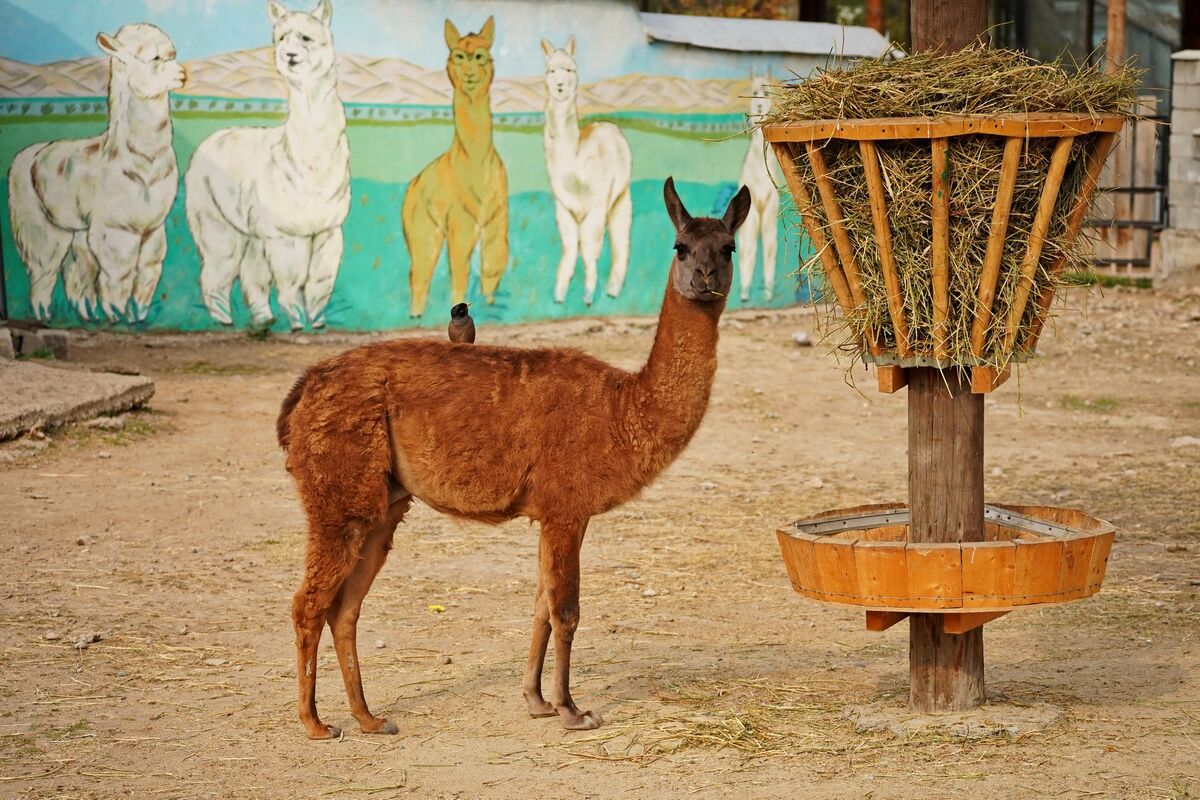 Тигрят по осени считают – Фото №3