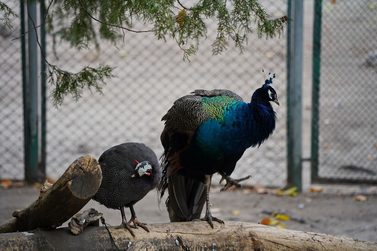 Тигрят по осени считают – Фото №1