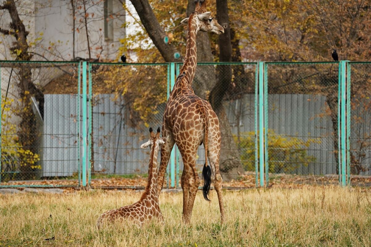 Тигрят по осени считают – Фото №7