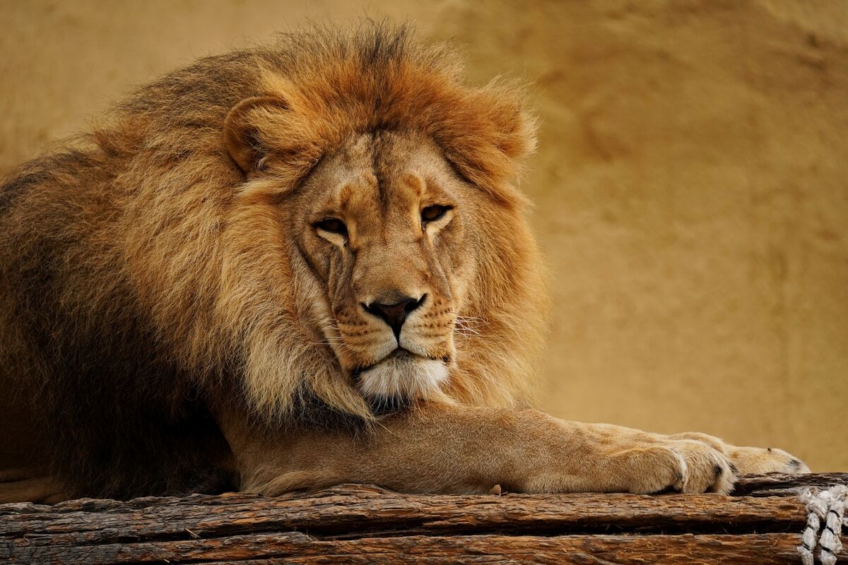 Тигрят по осени считают – Фото №2