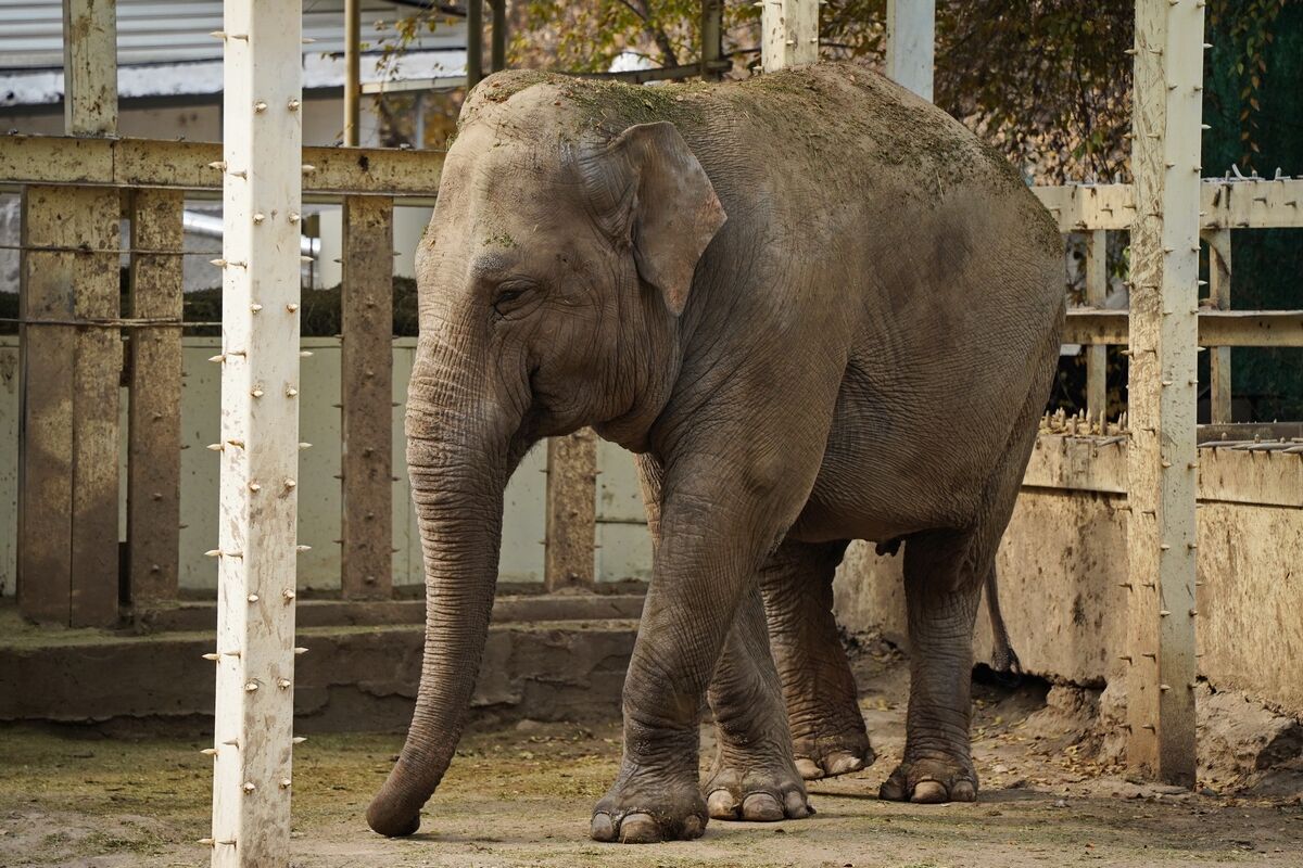 Тигрят по осени считают – Фото №9