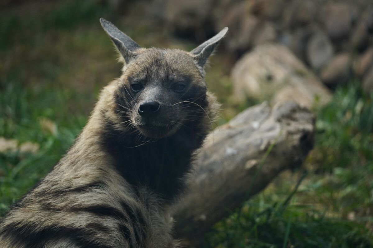 Тигрят по осени считают – Фото №8