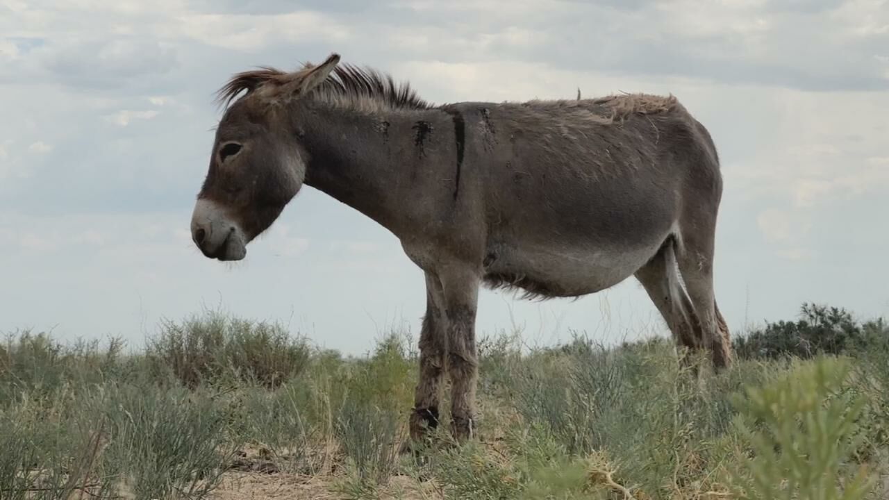 Ослиная история