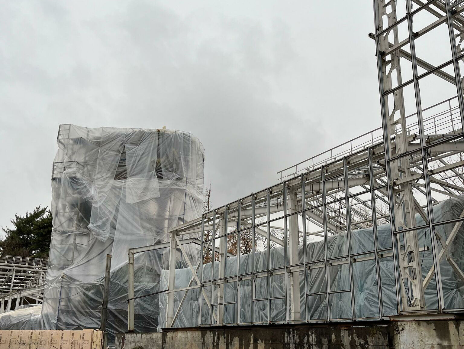 Деревья замерзают стоя