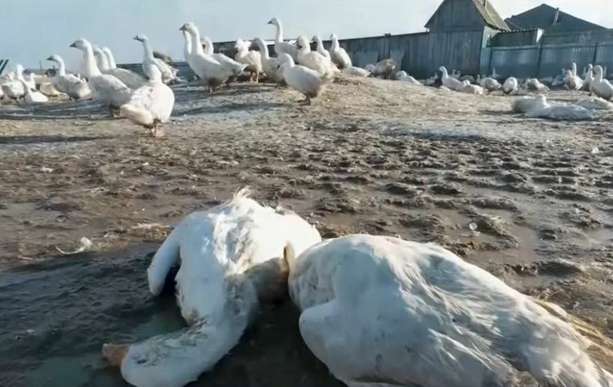 Мясо с подвохом