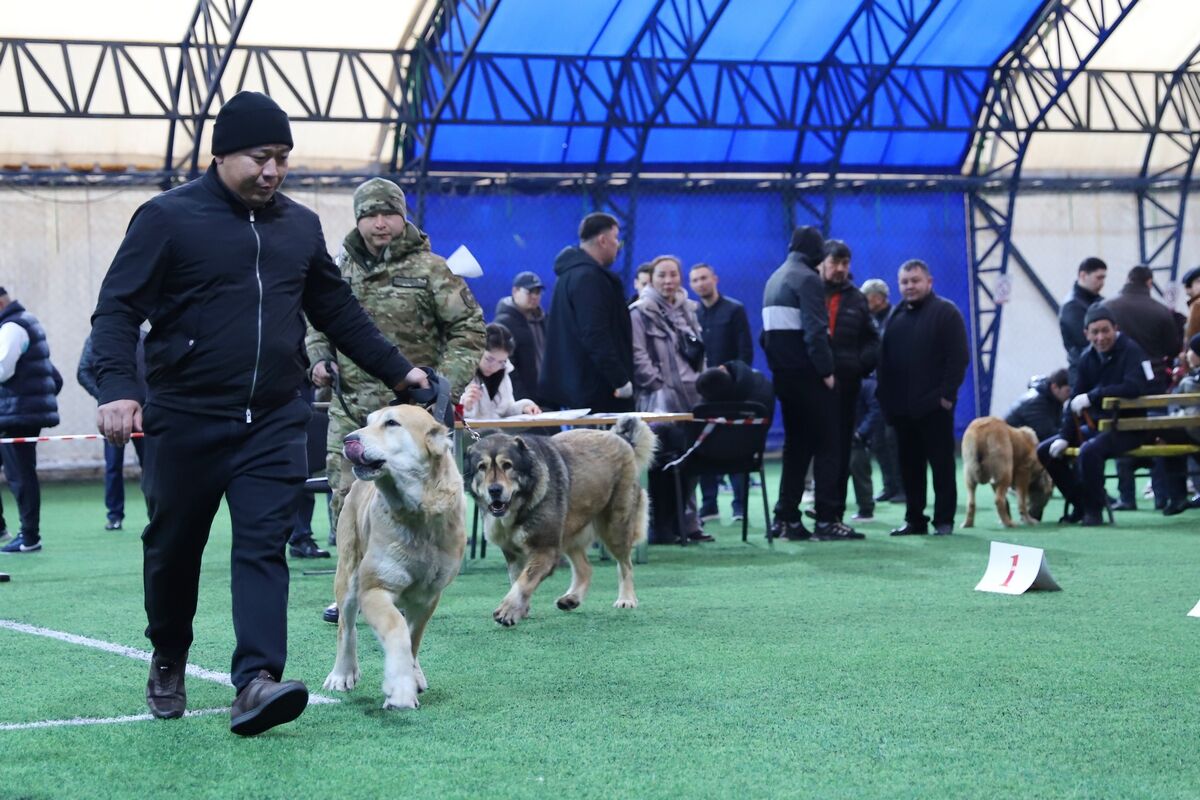 Чистая линия – Фото №11 Чистая линия – Фото №11