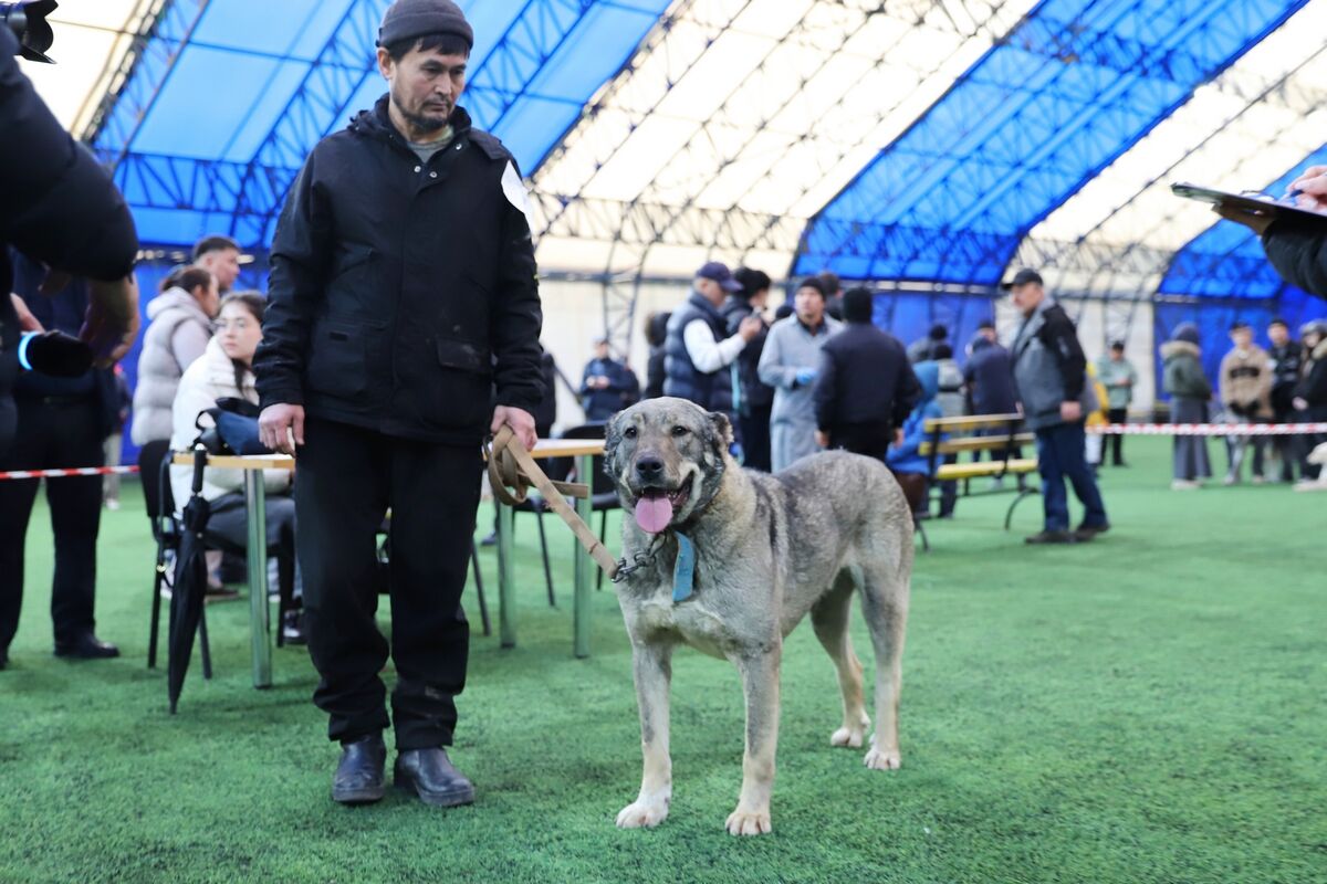 Чистая линия – Фото №8 Чистая линия – Фото №8
